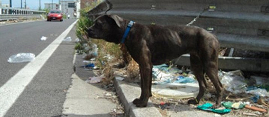 abbandono-animali