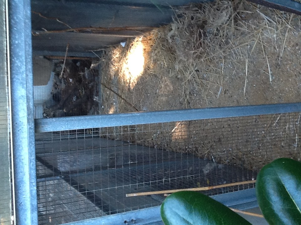 Raid uccellini Villa Dante