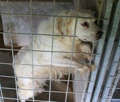 cane in gabbia