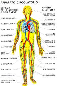 apparato circolatorio