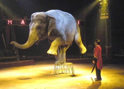 No-al-circo-con-animali