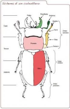 coleottero