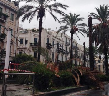 palma-abbattuta