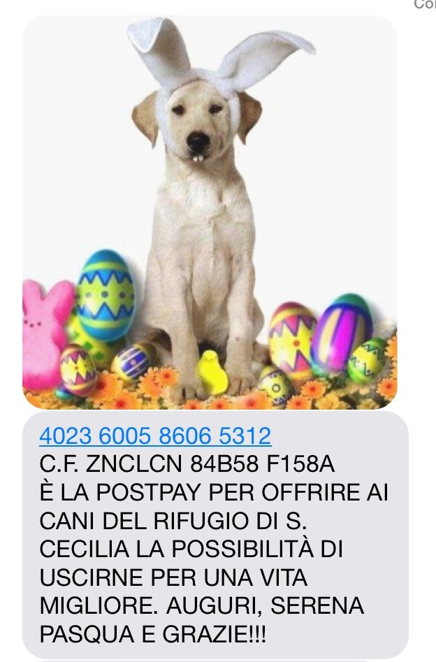 fondi cani