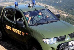 forestali