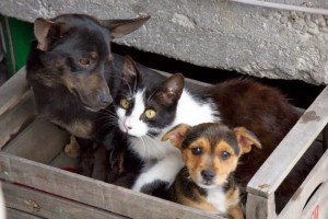 cani e gatti abbandonati