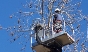 messa in sicurezza alberi