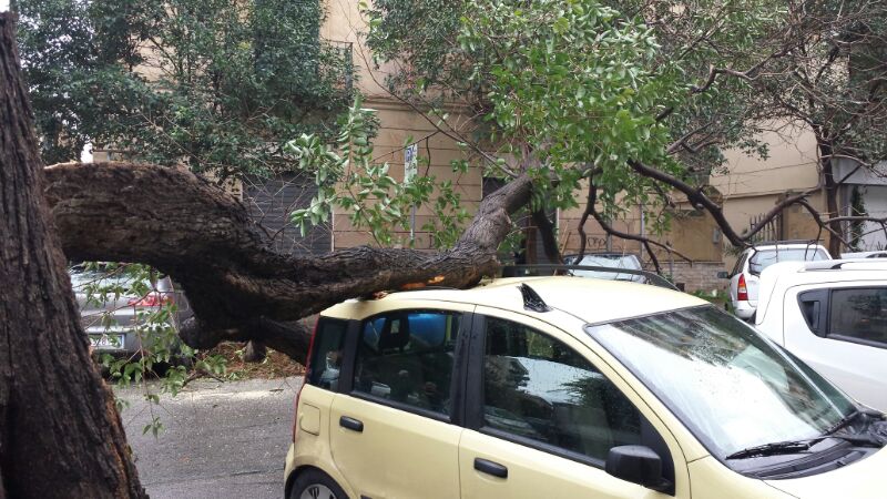 albero caduto auto