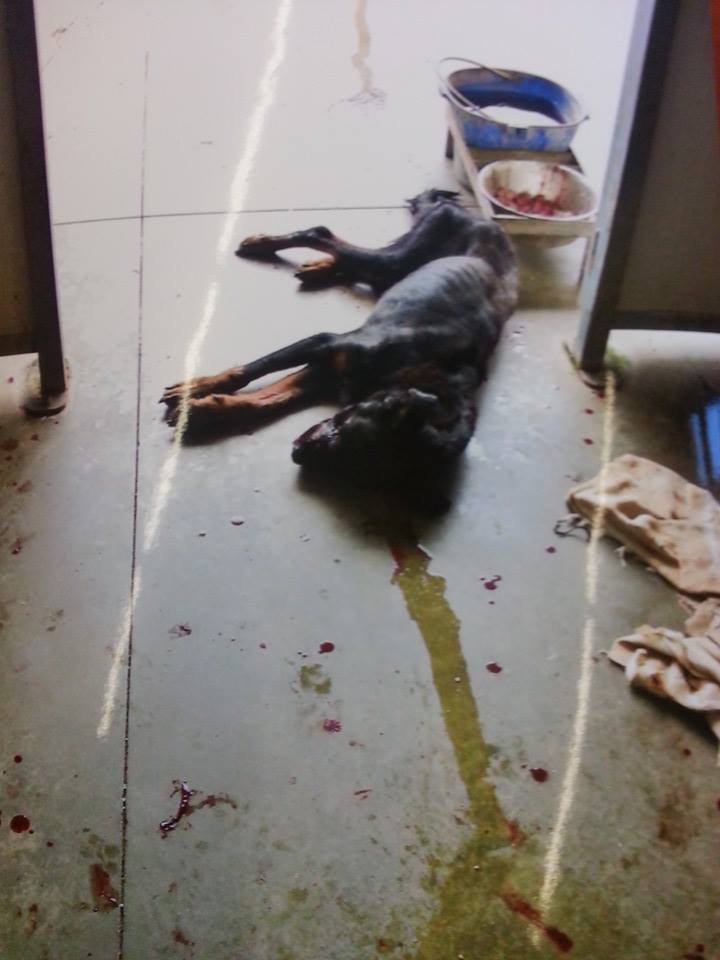 12472838_10209312139670678_4115025866828270290_n