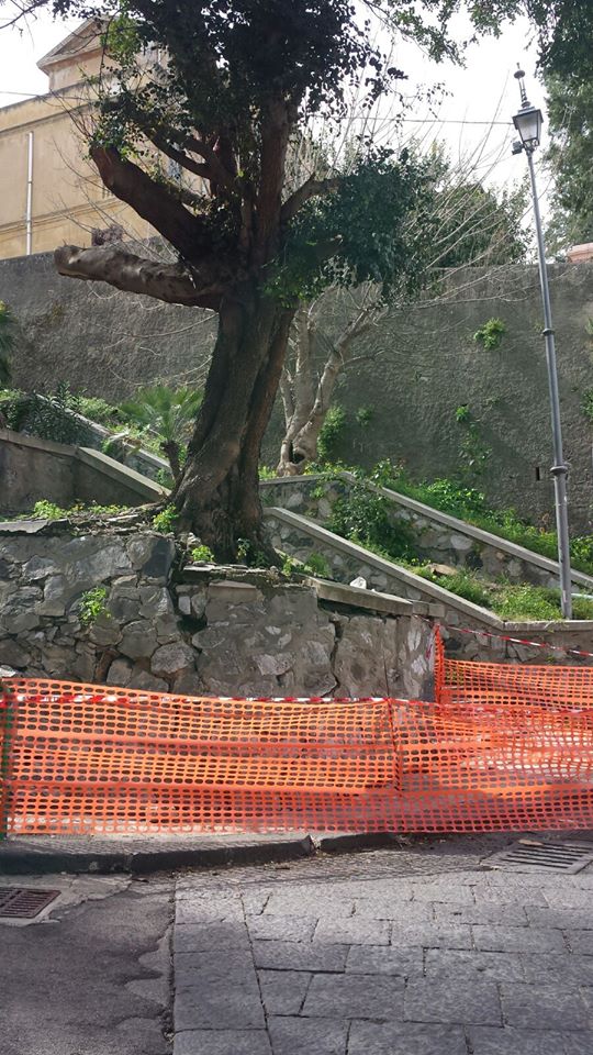 albero piazza basicò