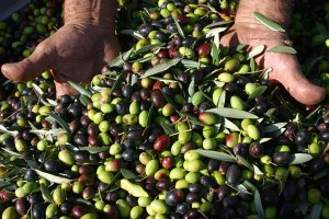 olive-nuove olio