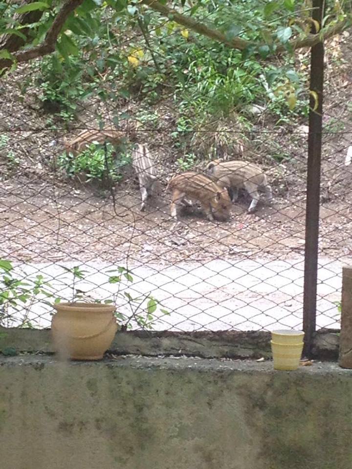 13090115_10209717492642482_1019113838_n