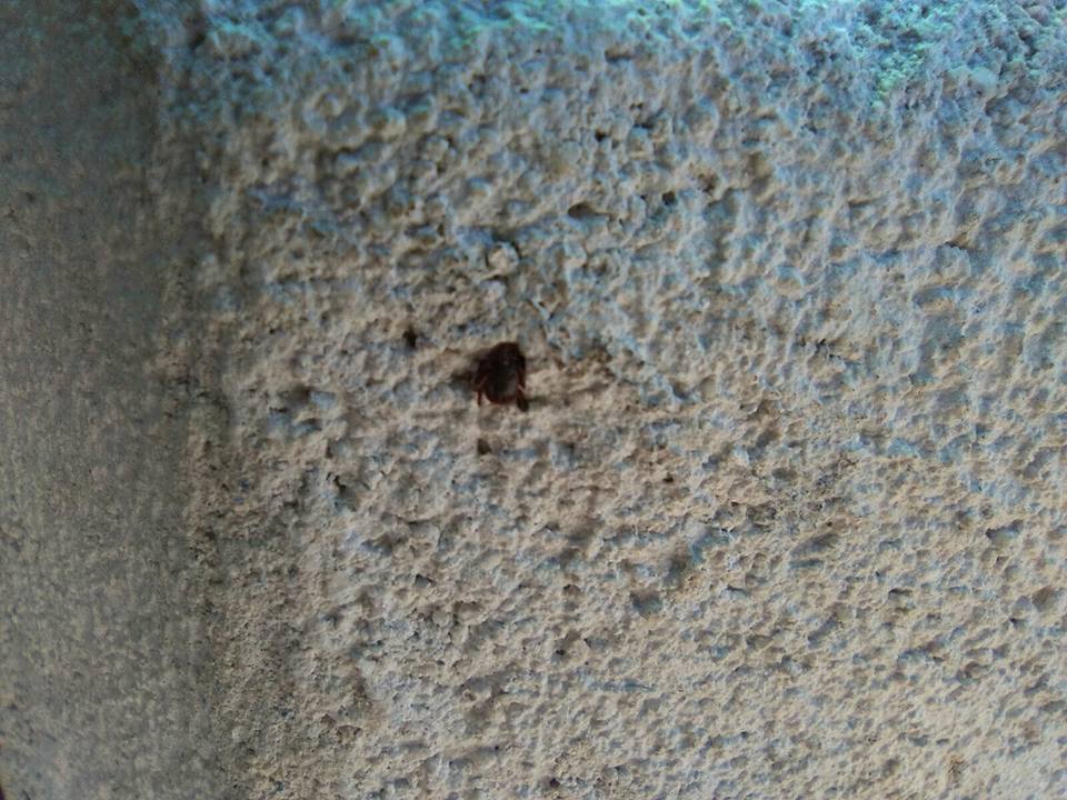 13226677_1128539287190029_3115831140197283576_n