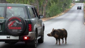 1249409-CINGHIALI2-300x168