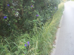 strada-statale-113dir-orto-liuzzo-pressi-bivio-rio-orto-messina-003