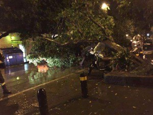 albero-caduto-via-tommaso-cannizzaro