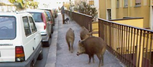cinghiali-in-citta
