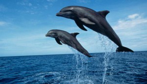 delfini-mediterraneo_th_500