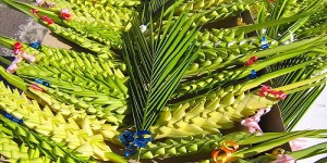 domenica delle palme