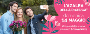azalea della ricerca